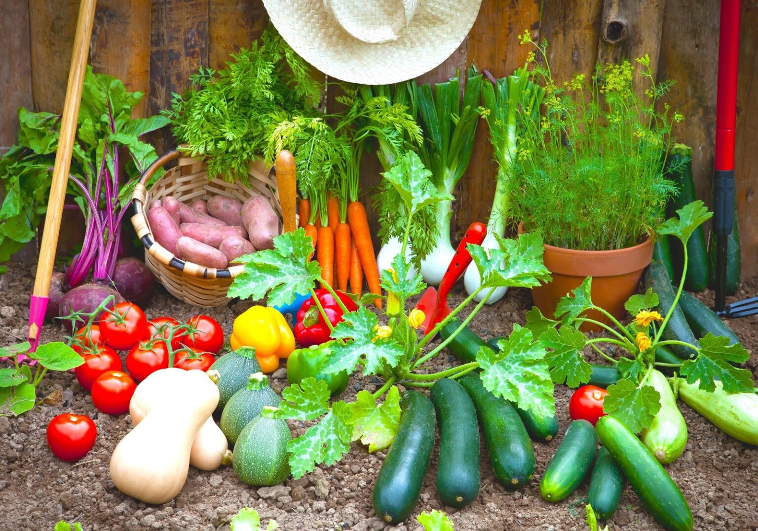 Legume Facile A Cultiver