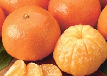 Quels sont les meilleurs citrons ?