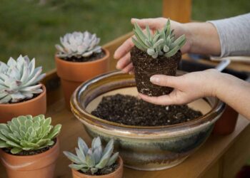 Quels sont les meilleurs pots pour les plantes ?