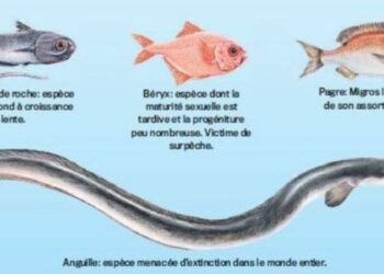 Quels sont les noms de poissons ?