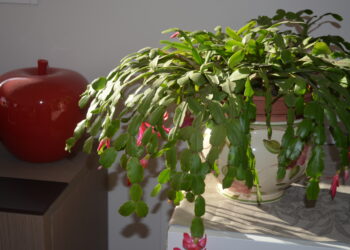 Quels sont les noms des plantes à fleurs ?