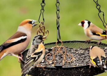 Quels sont les oiseaux les plus courants ?