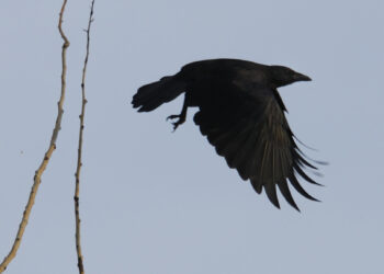Quels sont les oiseaux noirs ?