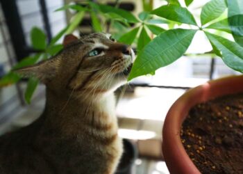 Quels sont les plantes toxiques pour les chats ?