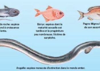 Quels sont les poissons les plus nobles ?
