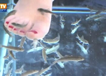 Quels sont les poissons qui nettoient les pieds ?