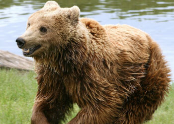 Quels sont les prédateurs de l'ours brun ?