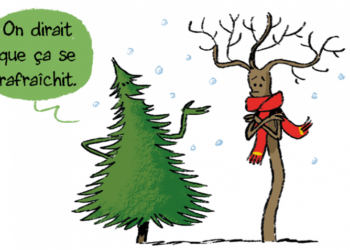 Quels sont les sapins qui ne perdent pas leurs épines ?