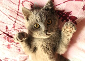 Quels sont les signes d'un chat heureux ?