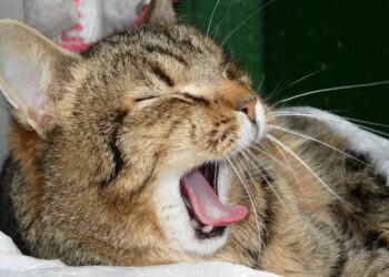 Quels sont les symptômes d'un chat qui a des vers ?