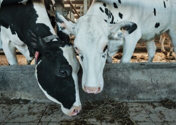 Quels sont les vaches laitières ?