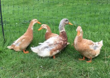 Quels sont les variétés de canard ?