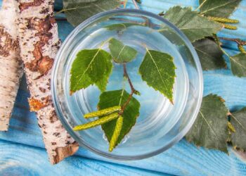 Qu'est-ce que la sève d'un arbre ?