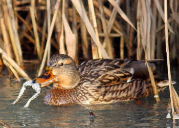 Qu'est-ce que les canards mangent ?