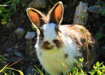 Qu'est-ce que les lapins adorent manger ?