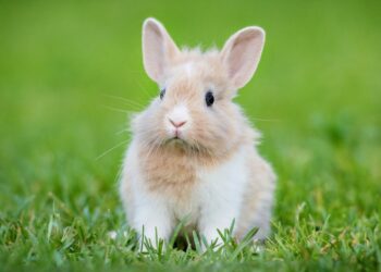 Qu'est-ce que les lapins détestent ?