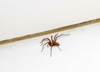 Qu'est-ce qui attire les araignées dans une maison ?