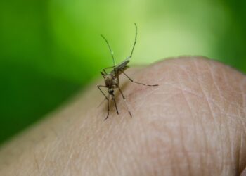 Qu'est-ce qui attire les bourdons ?