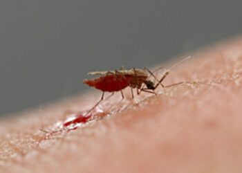 Qu'est-ce qui attire les méduses ?