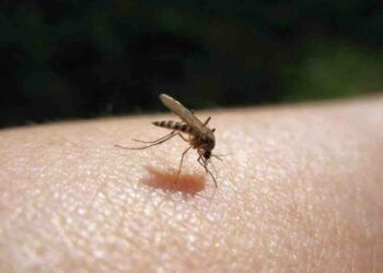 Qu'est-ce qui attire les mites ?