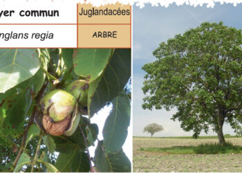 Qu'est-ce qui peut pousser sous un noyer ?