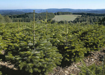 Qu'est-ce qu'un cimier de sapin ?