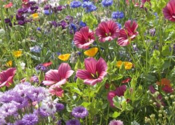 Qu'est-ce qu'une plante sans fleurs ?