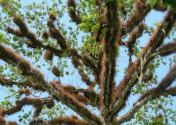 Qu'est-ce qu'une plante tropicale ?