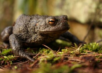 Qui est la femelle du crapaud ?