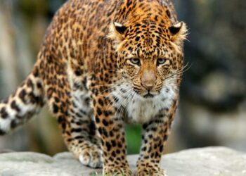 Qui est la femelle du léopard ?