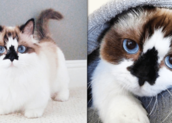 Qui est le chat le plus mignon ?