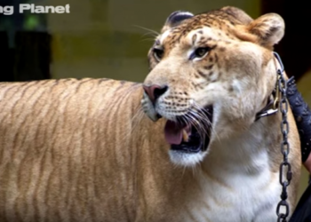 Qui est le félin le plus fort ?