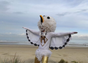 Qui est le mâle de la mouette ?