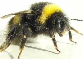Qui est le mâle de l'abeille ?