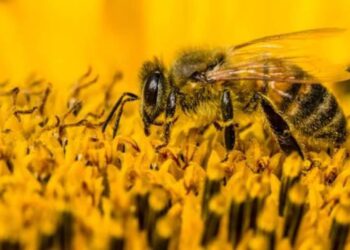 Qui est le papa des abeilles ?