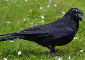 Qui est le plus intelligent entre le corbeau et la corneille ?