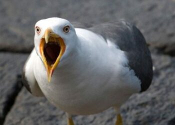 Qui est le prédateur de la mouette ?