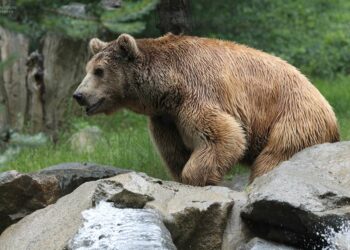 Qui est le prédateur de l'ours ?