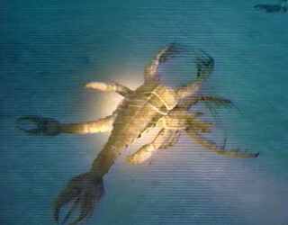 Qui est l'ennemi du Scorpion ?