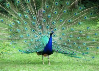 Qui fait la roue chez le paon ?