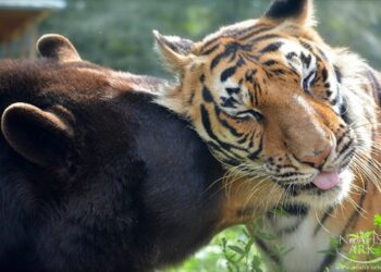 Qui gagne entre un lion et un tigre ?