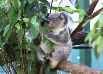 Qui mange du koala ?