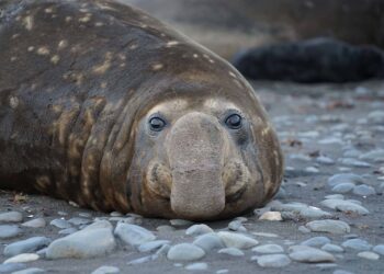Qui mange l'éléphant de mer ?