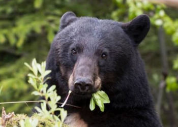 Qui mange l'ours noir ?