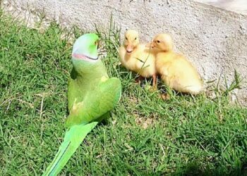 Qui parle fourchelang ?