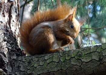 Qui se retrouve avec un œil 5 lettres ?