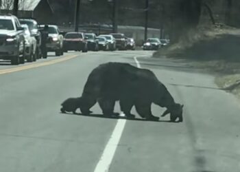 Qui s'occupe des oursons ?