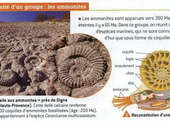 Qui sont les ammonites dans la Bible ?