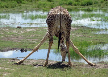 Qui sont les prédateurs de la girafe ?