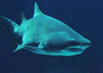 Qui tue les requins ?